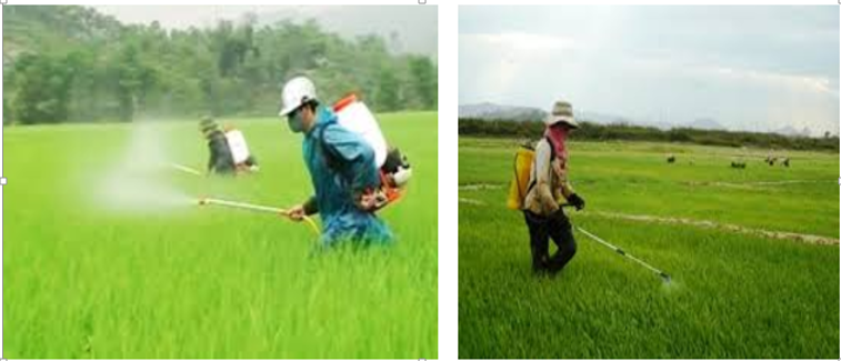 Nguyên nhân gây ra ô nhiễm nguồn nước do lạm dụng sử dụng hóa chất phun thuốc trừ sâu ..